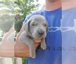 Small Photo #4 Weimaraner Puppy For Sale in ORLAND, CA, USA