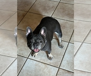 French Bulldog Puppy for sale in SACRAMENTO, CA, USA