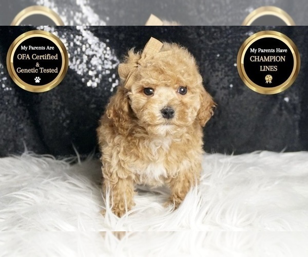 Medium Photo #8 Maltipoo Puppy For Sale in WARSAW, IN, USA