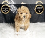 Small #7 Maltipoo
