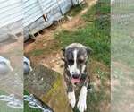 Small Photo #3 Labrador Retriever-Mountain Cur Mix Puppy For Sale in Crystal, MN, USA
