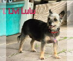Small #9 Mutt