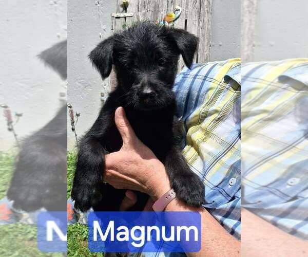 Medium Photo #1 GIANT SCHNAUZER -Unknown Mix Puppy For Sale in Aurora, IN, USA