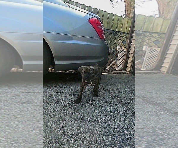 Medium Photo #33 America Bandogge Mastiff Puppy For Sale in JOLIET, IL, USA