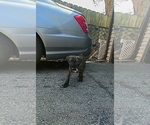 Small #3 America Bandogge Mastiff