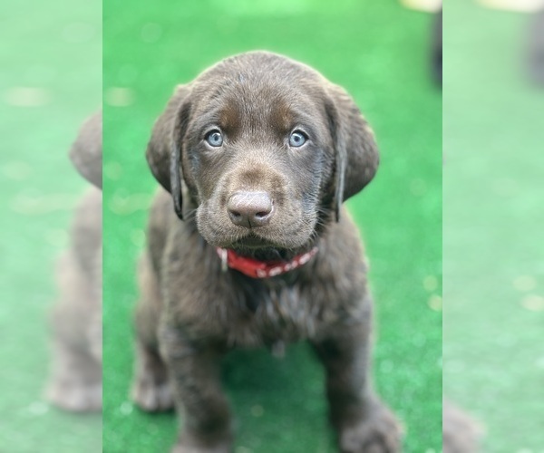 Medium Photo #3 Labrador Retriever Puppy For Sale in LISBON, CT, USA