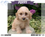 Small #7 Cavapoo