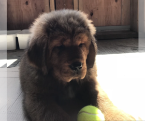 Tibetan Mastiff Puppy for sale in ALBANY, OR, USA