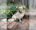 Small #6 Chi-Poo (Toy)
