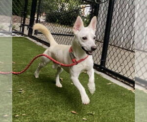 Cojack Dogs for adoption in Spring Lake, NC, USA