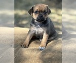 Small Photo #1 Miniature Australian Shepherd-Pug Mix Puppy For Sale in MITCHELL, OR, USA