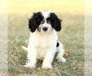 Bernedoodle (Miniature) Puppy for sale in NEW HOLLAND, PA, USA