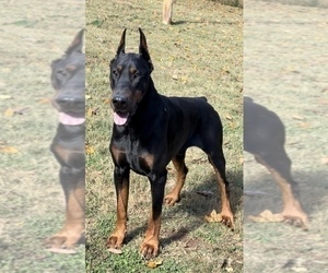 Father of the Doberman Pinscher puppies born on 10/27/2025