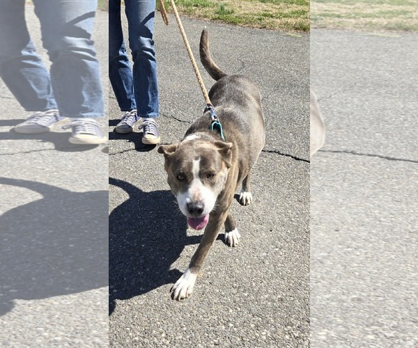 Medium Photo #8 Mutt Puppy For Sale in Rustburg, VA, USA