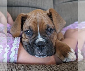 Boxer Puppy for sale in PINE GROVE, PA, USA