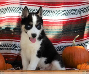 Siberian Husky Puppy for sale in FREDERICKSBG, OH, USA