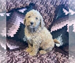 Goldendoodle (Miniature) Puppy for Sale in ROCKVILLE, Indiana USA