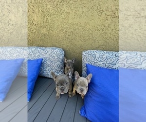 French Bulldog Puppy for sale in E PALO ALTO, CA, USA
