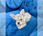 Small Photo #18 French Bulldog Puppy For Sale in CORONA DEL MAR, CA, USA