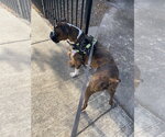 Small #9 Boxer