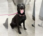 Small Labrador Retriever Mix