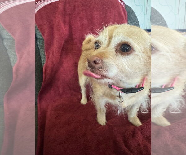 Medium Photo #3 Chihuahua-Unknown Mix Puppy For Sale in Plainfield, IL, USA