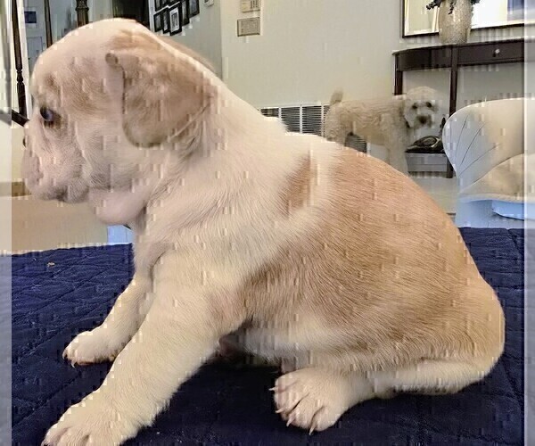 Medium Photo #6 French Bulldog Puppy For Sale in CHINO HILLS, CA, USA