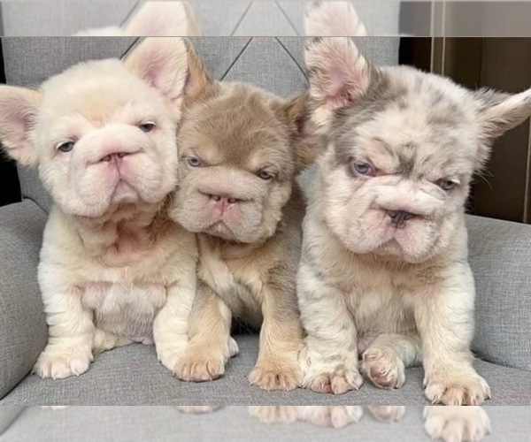 Medium Photo #1 French Bulldog Puppy For Sale in AGOURA HILLS, CA, USA