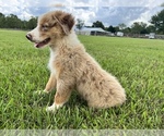 Small Photo #3 Australian Shepherd Puppy For Sale in IOWA, LA, USA