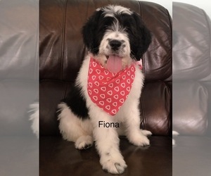 Saint Berdoodle Puppy for sale in HASTINGS, MI, USA