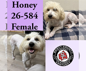 Goldendoodle Dogs for adoption in Georgetown, KY, USA