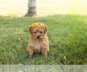 Goldendoodle-Poodle (Miniature) Mix Puppy for sale in BREMEN, IN, USA