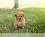 Small Goldendoodle-Poodle (Miniature) Mix