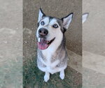 Small #1 Siberian Husky Mix