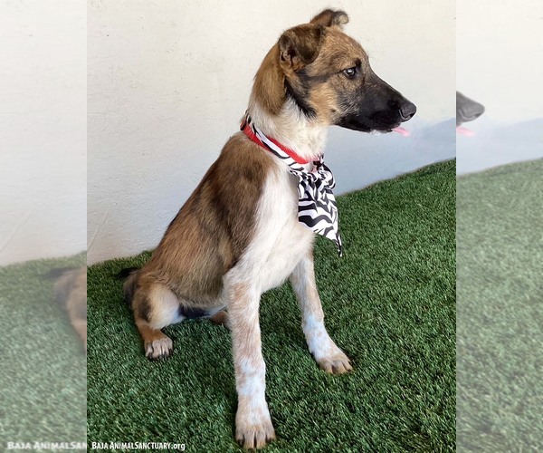 Medium Photo #3 Mutt Puppy For Sale in San Diego, CA, USA