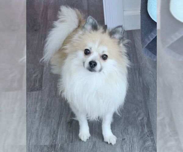 Medium Photo #4 Pomeranian Puppy For Sale in Tustin, CA, USA