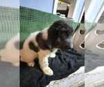 Small Photo #39 Newfoundland Puppy For Sale in AURORA, IN, USA