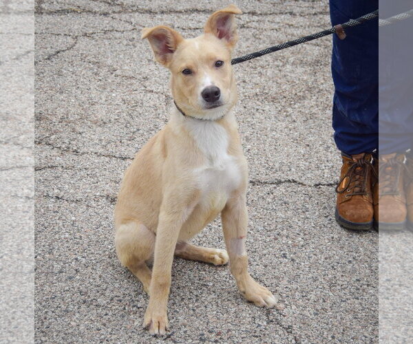 Medium Photo #3 Collie-Unknown Mix Puppy For Sale in Huntley, IL, USA