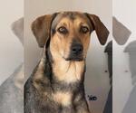 Small #1 German Shepherd Dog