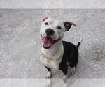 Small Photo #3 American Bulldog Puppy For Sale in Key Largo, FL, USA