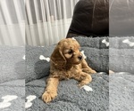 Puppy Puppy 1 Cavapoo