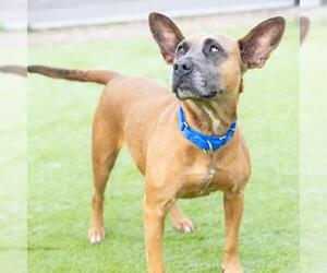 Mutt Dogs for adoption in Camarillo, CA, USA