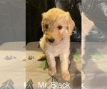Image preview for Ad Listing. Nickname: Mr Black
