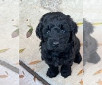 Small #3 Aussiedoodle-Labradoodle Mix
