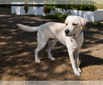 Small #2 Labrador Retriever Mix