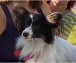 Small Photo #1 Papillon Puppy For Sale in MINNEAPOLIS, MN, USA
