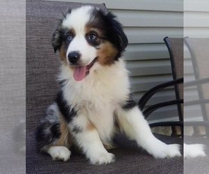 Miniature Australian Shepherd Puppy for sale in FREDERICKSBURG, OH, USA
