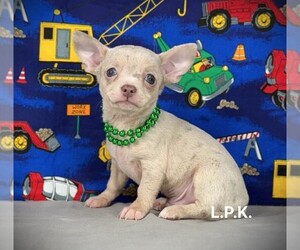 Chihuahua Puppy for sale in WINNSBORO, LA, USA