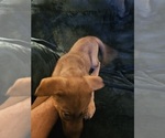 Small #7 German Shepherd Dog-Siberian Husky Mix