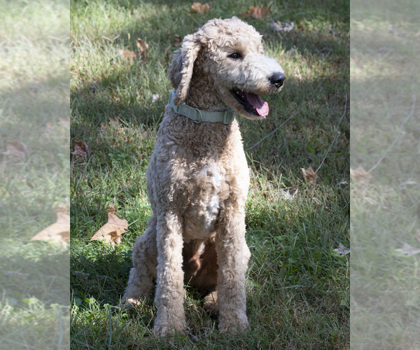 Medium Photo #6 Goldendoodle Puppy For Sale in TOPEKA, KS, USA